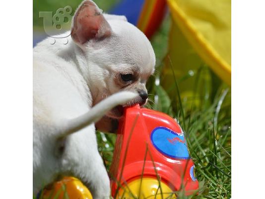 PoulaTo: CHIHUAHUA-350 €